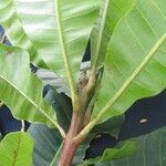 Anacardium excelsum Drugo