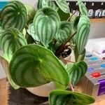 Peperomia argyreia Blad