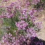 Limonium insigne Flower