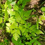 Osmorhiza longistylis Leaf