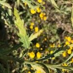 Senecio pterophorus Leaf