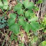 Aquilegia vulgarisBlad