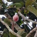 Pachylobus edulis Fruit