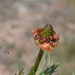 Adonis flammea Fruit