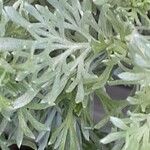 Artemisia schmidtiana Liść