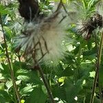 Cirsium rivulare Mbuma