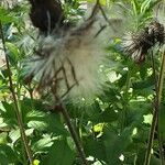 Cirsium rivulare Fruit