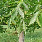 Fraxinus pennsylvanica Hoja