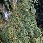 Cupressus nootkatensis Folha