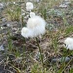 Eriophorum scheuchzeri Цветок