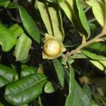 Diospyros impolita 果實