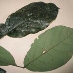 Morisonia discolor Altul/Alta