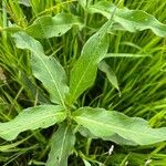 Persicaria amphibia ഇല