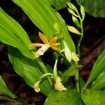 Calanthe robertsii