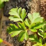 Geranium purpureum पत्ता