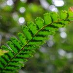 Adiantum hispidulum Frucht