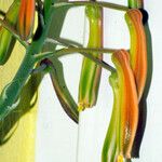 Aloe aristata 花
