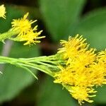 Euthamia occidentalis Flower