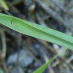 Ornithogalum narbonense Leaf