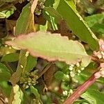 Rumex conglomeratus Leaf