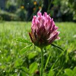 Trifolium pratense Flower