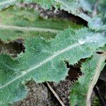 Sonchus arvensis Folha