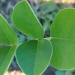 Hedysarum coronarium Leaf