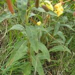 Oenothera biennis Blad