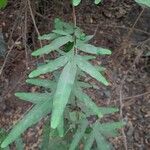 Lygodium japonicum Hoja