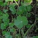 Hydrocotyle ranunculoides Leaf