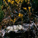 Petrosedum amplexicaule Květ