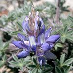 Lupinus sellulus Flower
