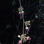 Eperua falcata 花