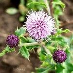 Cirsium arvenseফুল