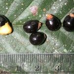 Cupania rufescens Fruit