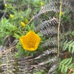 Hypericum lanceolatum Flower