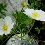 Ranunculus seguieri Flower