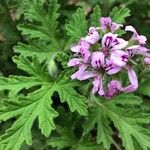 Pelargonium graveolens عادت