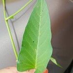 Ipomoea aquatica Leaf