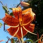 Lilium lancifoliumЦвят