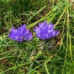 Edraianthus dalmaticus Květ