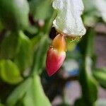 Schlumbergera bridgesii Flor