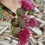 Cirsium rivulareপাতা