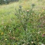 Carlina vulgarisCelota