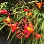 Crocosmia x crocosmiiflora Flor