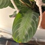 Maranta cristata Hoja
