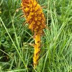 Orobanche elatior Floare