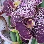 Zygopetalum maculatum Цветок