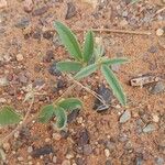 Indigofera senegalensis Leaf