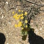 Helichrysum saxatile Агульны выгляд